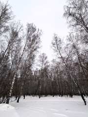 birch forest in winter. Winter landscape. Vertical photo.
