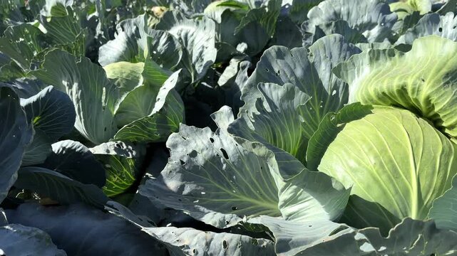 Row of cabbage plant growing in the farmland. Fresh beautiful cabbage field