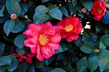 美しいツバキの花と青光りする葉