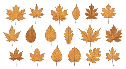 Fototapeta premium Assortment of eighteen different autumn leaves in various shapes and shades of brown and orange representing the fall season in natural settings.