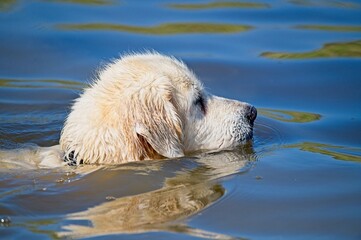 Cream English Golden Retriever Swimming in a Lake in Latvia