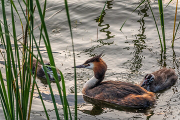 The waterfowl bird, great crested grebe with chick, swimming in the lake.