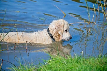 Cream English Golden Retriever Swimming in a Lake in Latvia