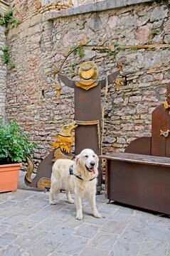 White Golden Retriever standing in front of a St. Francis sign in Assisi Italy