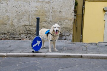 White Golden Retriever standing next to a sign with an arrow in Italy October 2025
