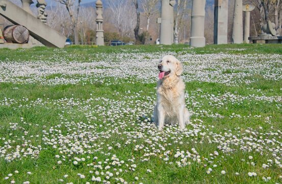 Billy the White English Golden Retriever in field of flowers