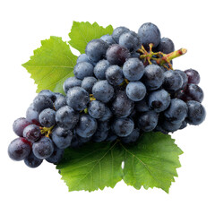 Fresh dark grapes bunch with green leaves and water drops isolated on white