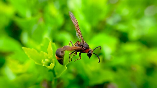 한국,곤충,큰호리병벌,벌,Korea, Insects, a potter wasp, Bees
