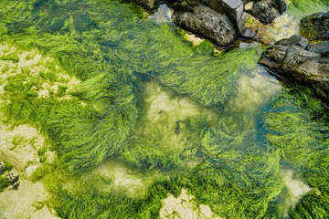 A pool with clear water and green seaweed