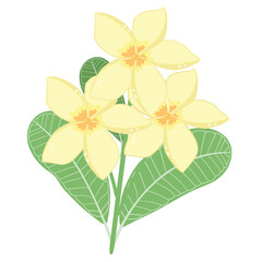 Plumeria, Frangipani Flower Bouquet Illustration