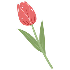 Red Tulip with Green Leave Illustration