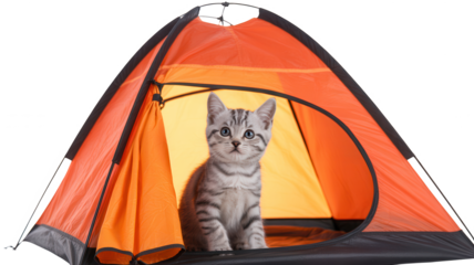 Cute tabby kitten sitting inside small orange camping tent isolated on transparent background