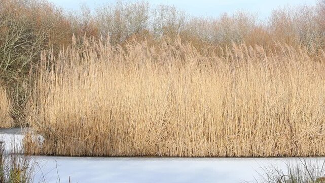 Common Reeds, Phragmites australis, in an iced over pond in mid Winter. England. UK