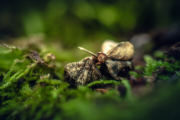 Fading nature in autumn plants