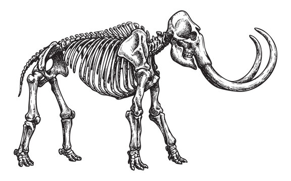 Anatomical Skeleton of Woolly Mammoth or Mastodon engraving vector illustration