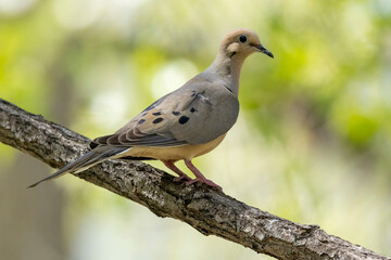 A wild mourning dove in a park in Colorado