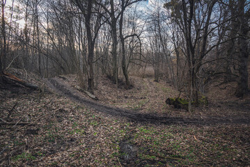 Fototapeta premium Autumn woods