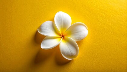 Exotic Plumeria Flower Head on a Textured Golden Yellow Background, Representing Tropical Beauty and Tranquility