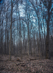 Fototapeta premium Autumn woods
