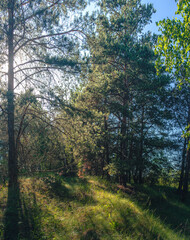 Obraz premium Summer landscape