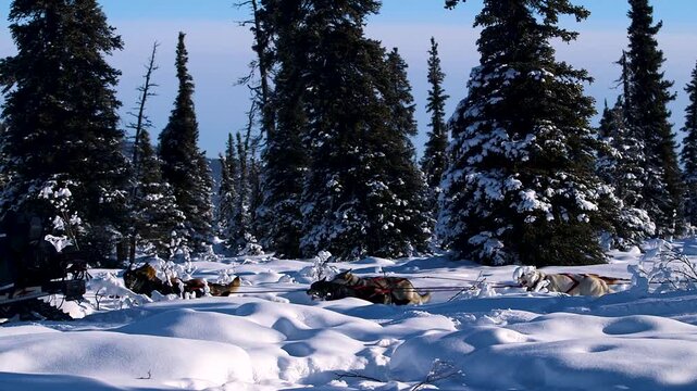 Iditarod team running in snow covered trees