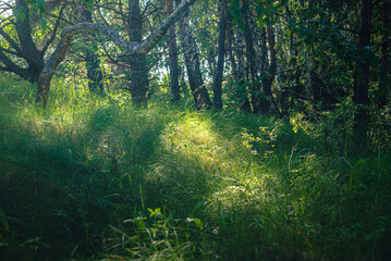 Obraz premium Summer landscape