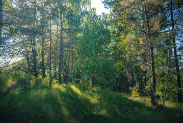 Obraz premium Summer landscape