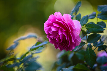 Obraz premium Background with Pink Rose Bloom in Garden with Bokeh