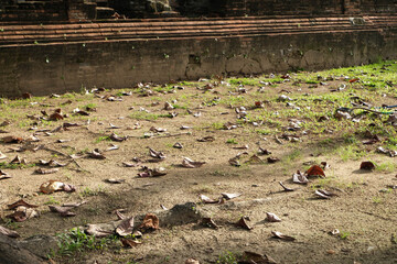 Dry leaves on the ground and the evening light, with an ancient wall in the background.