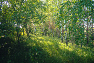 Obraz premium Summer landscape