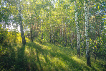 Obraz premium Summer landscape