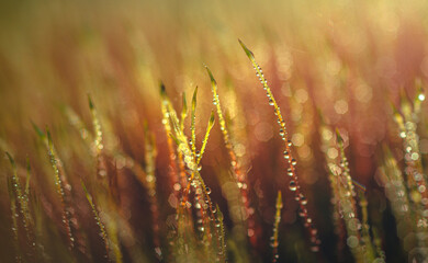 Fading nature in autumn plants