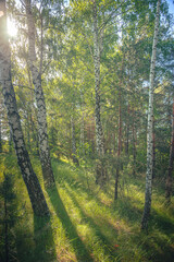 Obraz premium Summer landscape