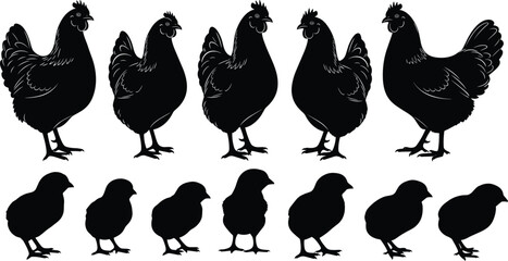 Black Silhouette Set of Hens and Small Chicks Isolated on White Background for Poultry Farming Organic Agriculture and Fresh Food Concepts © Selina