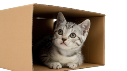 Cute tabby kitten sitting inside a brown cardboard box looking up with big eyes isolated on transparent background