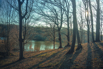 Obraz premium Autumn woods