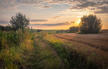 Obraz premium Summer evening landscape
