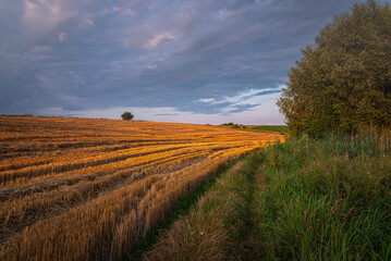 Fototapeta premium Summer evening landscape