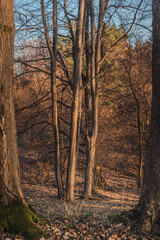 Fototapeta premium Autumn woods