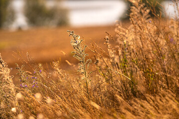 Fototapeta premium Morning nature in sunlight and dew