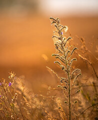 Fototapeta premium Morning nature in sunlight and dew