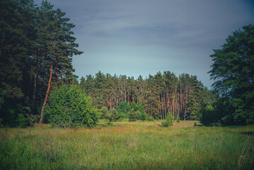 Obraz premium Summer landscape