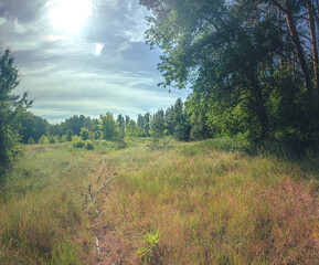 Obraz premium Summer landscape