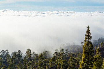 Beautiful pine tree forest and mist raising up in the Teide Tenerife National Park in early summer