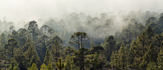 Beautiful pine tree forest and mist raising up in the Teide Tenerife National Park in early summer