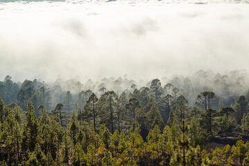 Beautiful pine tree forest and mist raising up in the Teide Tenerife National Park in early summer