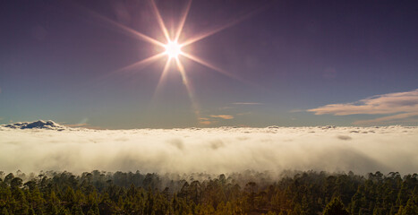 Beautiful pine tree forest and mist raising up in the Teide Tenerife National Park in early summer