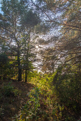 Obraz premium Summer landscape