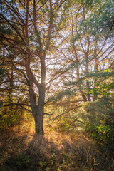 Obraz premium Summer landscape