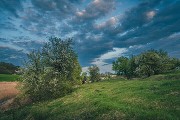 Obraz premium Summer evening landscape